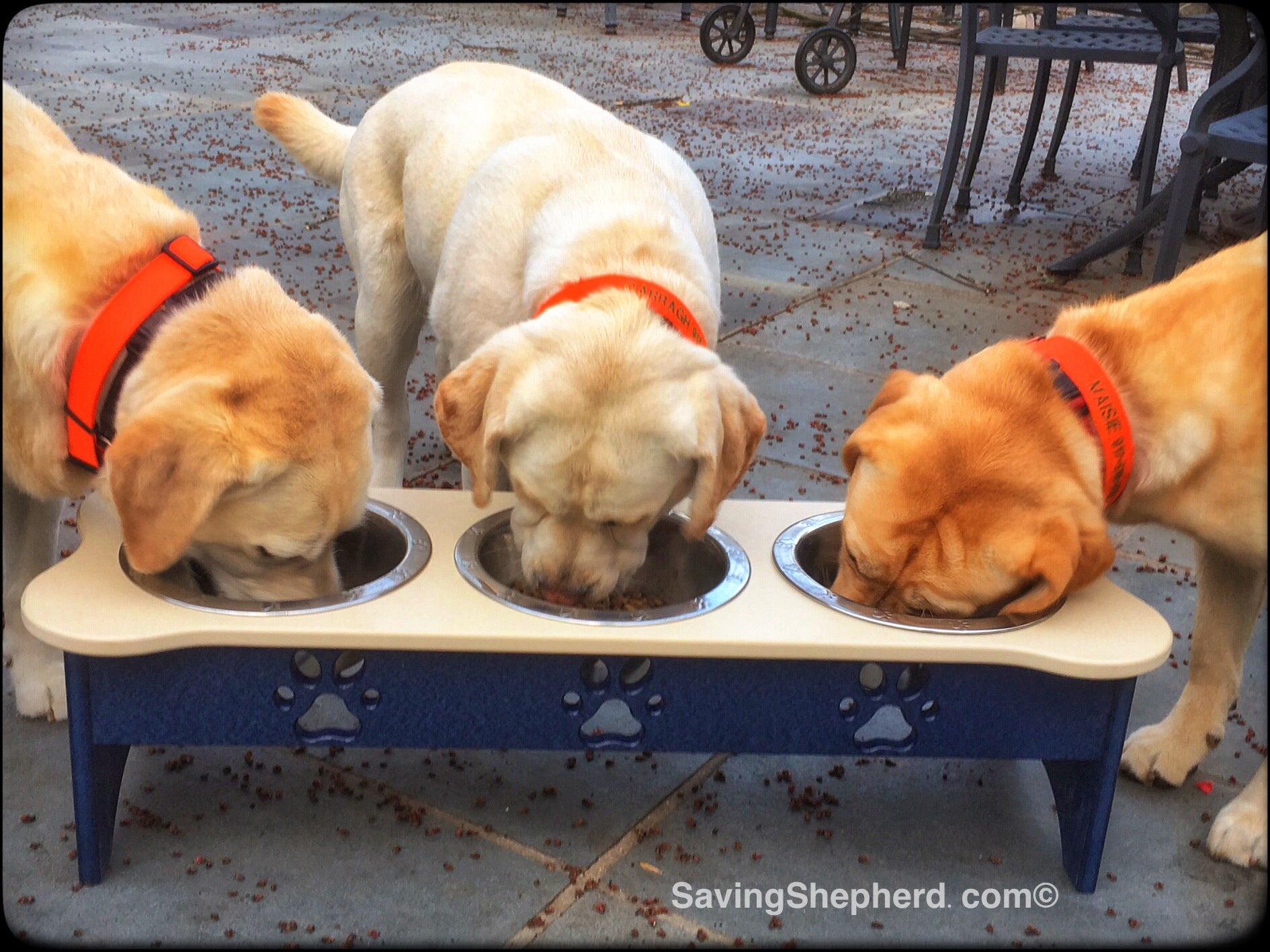 GROOVETHIS WOODSHOP Personalized 3 Bowl Elevated Dog Feeder